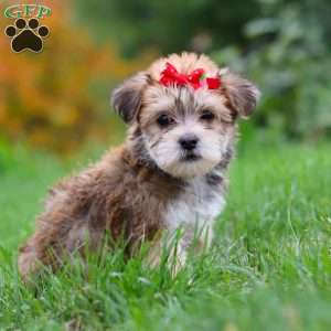 Madeline, Morkie / Yorktese Puppy